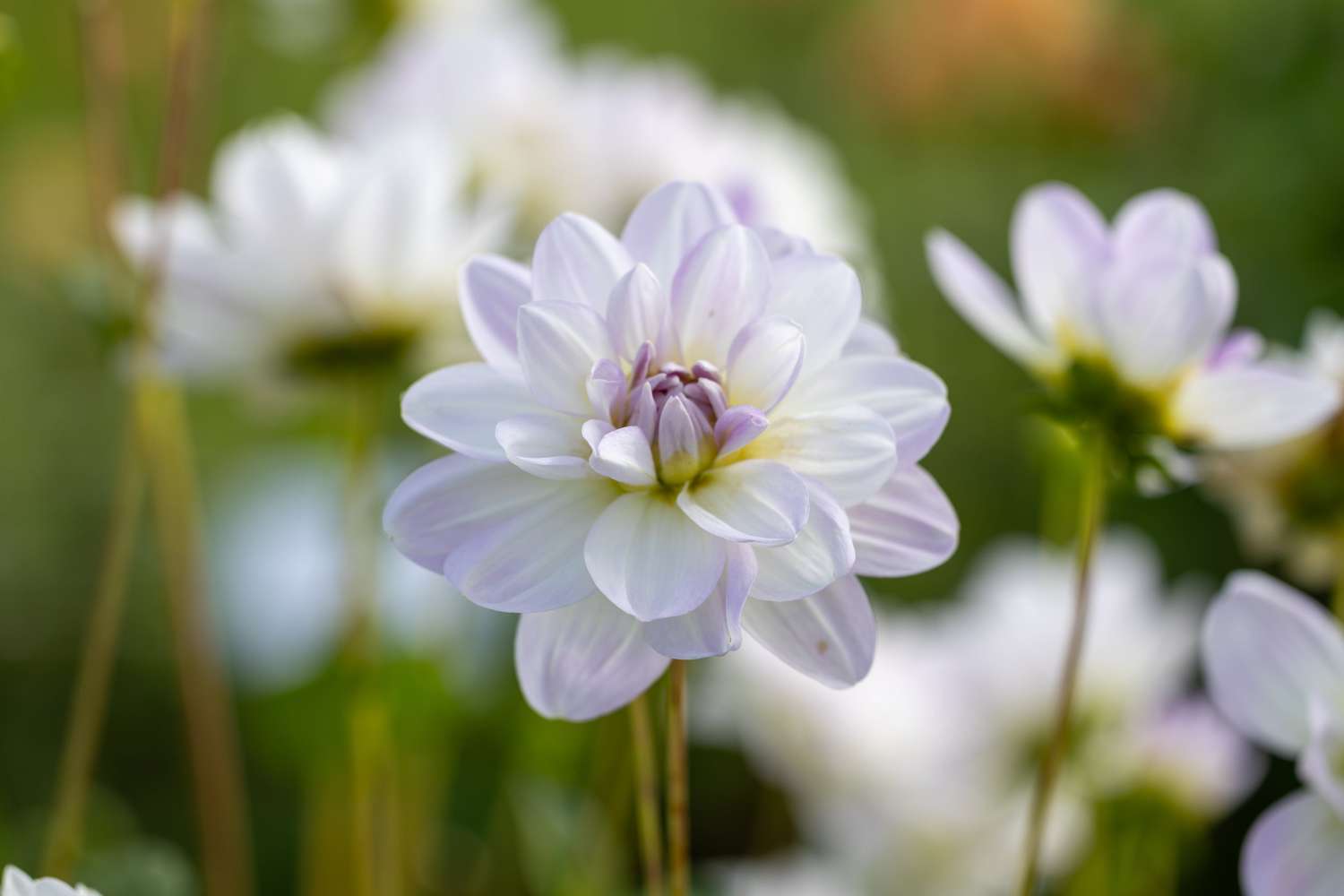 Dahlie 'Porcelain'